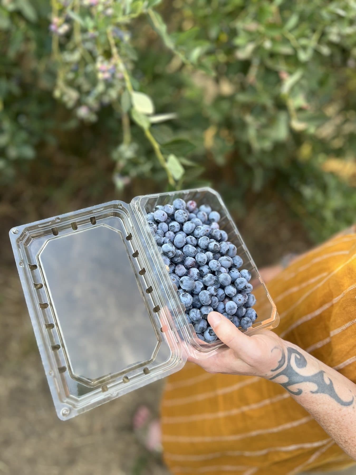Content photography at a local farm